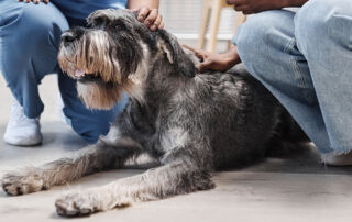 pet therapy dog