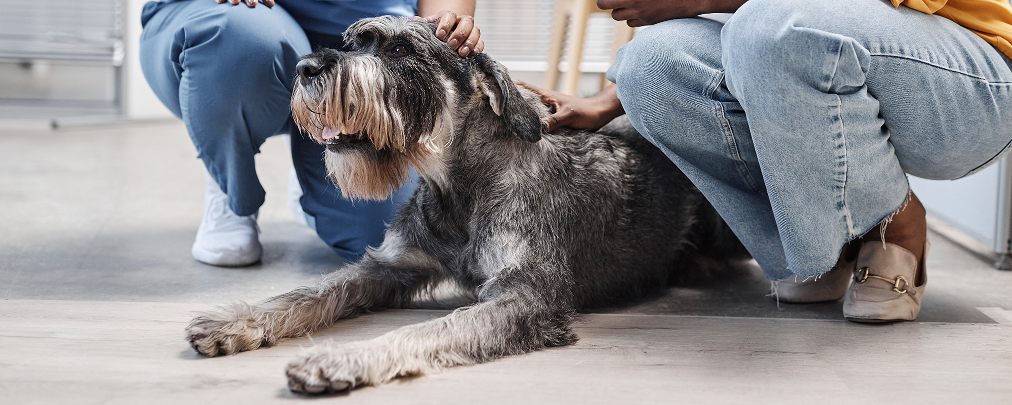 pet therapy dog
